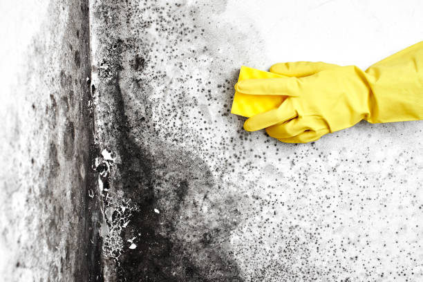 St Paul, VA Mold Removal Company