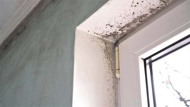 Best Mold Cleaning Services  in St Paul, VA
