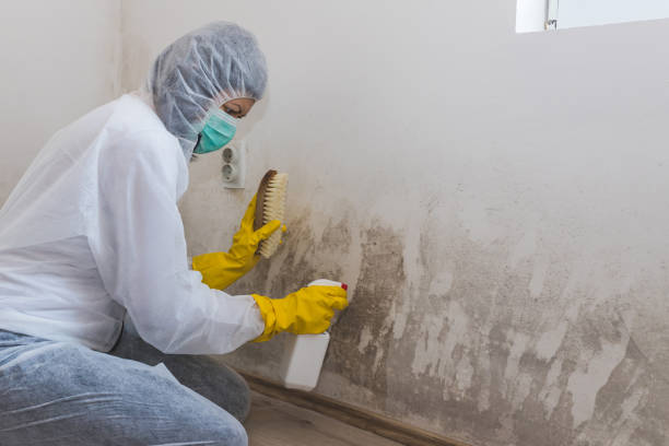  St Paul, VA Mold Removal Pros
