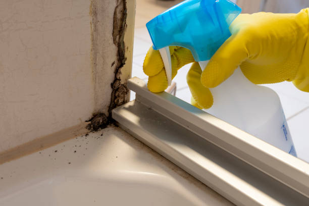 Best Best Mold Removal Companies  in St Paul, VA