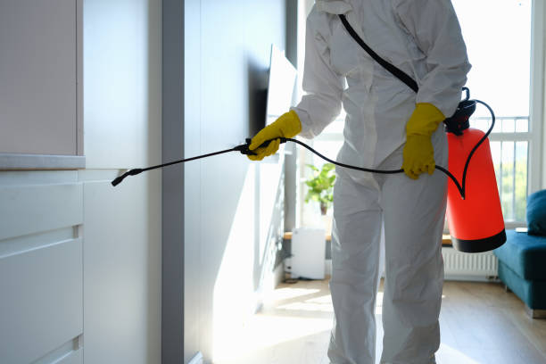 Best Toxic Mold Removal  in St Paul, VA