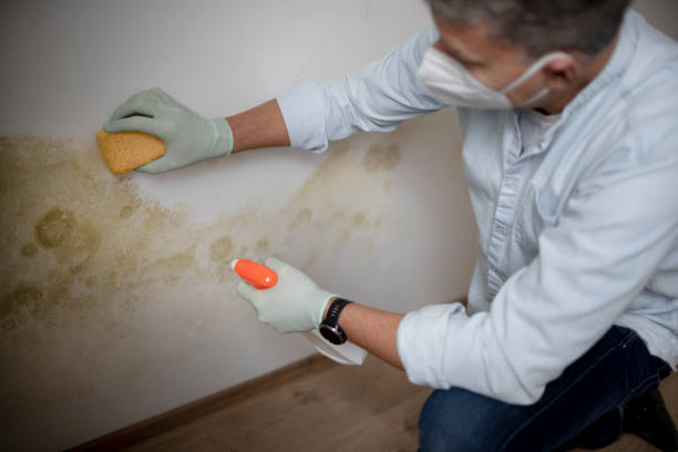 Best Mold Damage Repair  in St Paul, VA