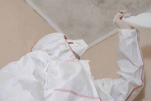Best Local Mold Removal Service  in St Paul, VA