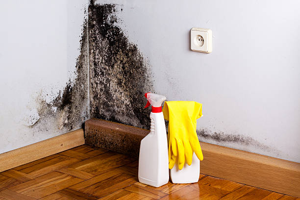 Best Home Mold Removal  in St Paul, VA
