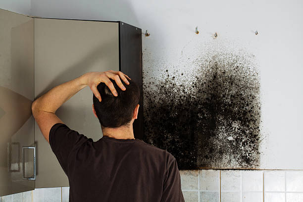 Best Mold Removal Specialists  in St Paul, VA