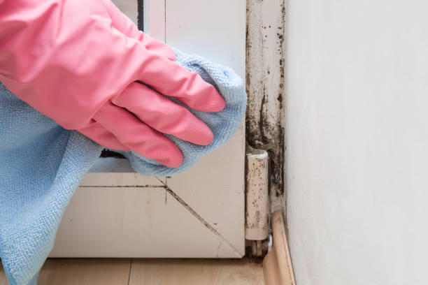 Best Emergency Mold Removal  in St Paul, VA