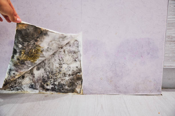 Best Best Mold Removal Companies  in St Paul, VA